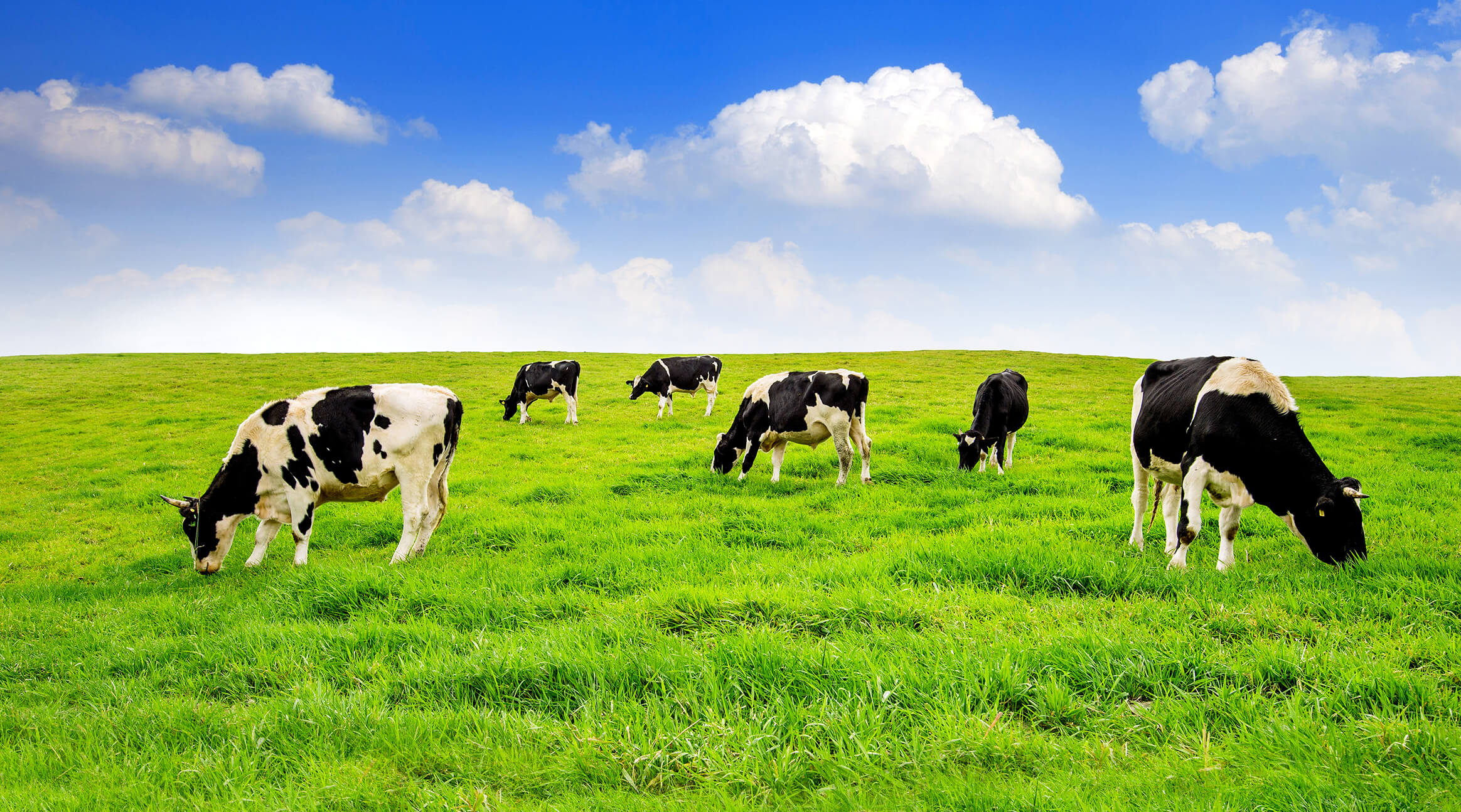 GREENER-PASTURES-FOR-DAIRY-FARM