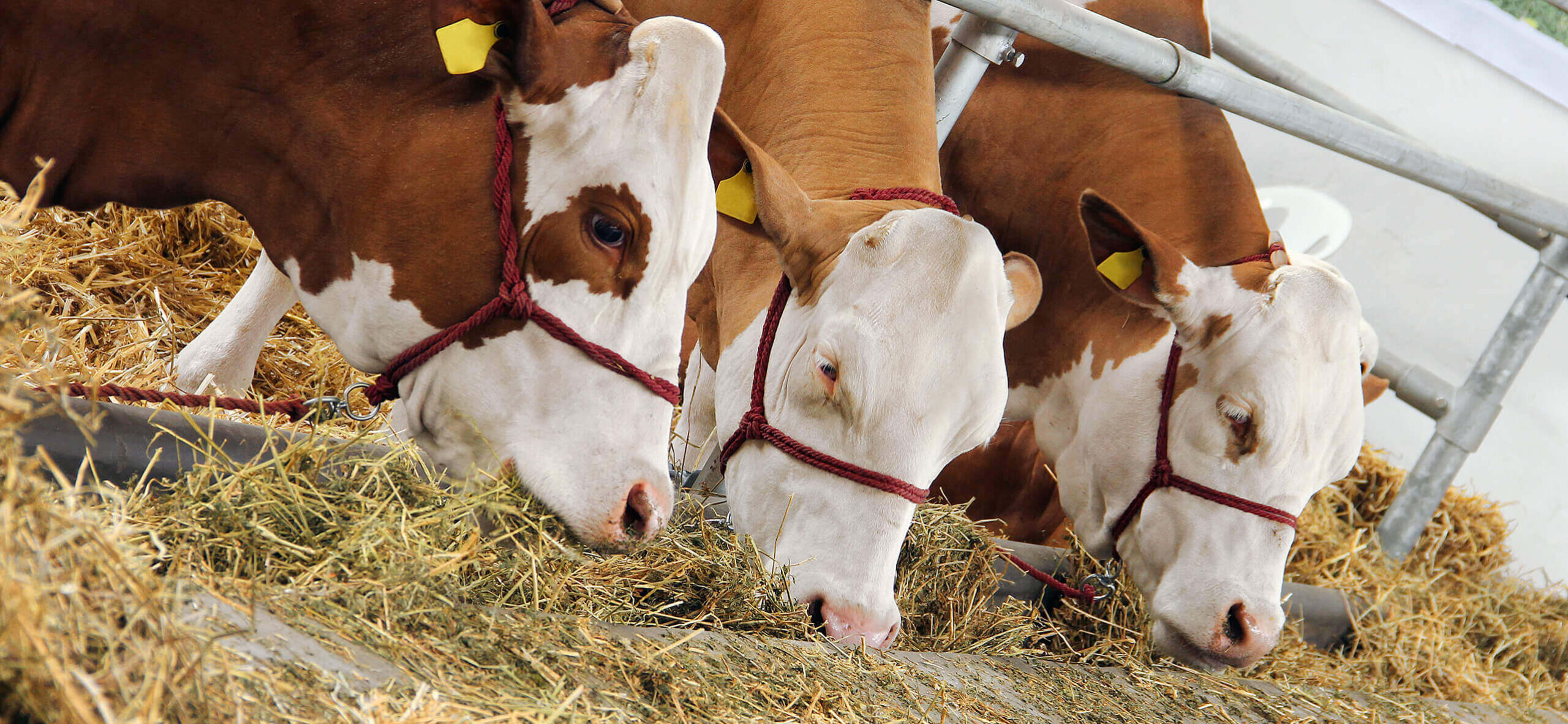 MILKING-THE-ART-OF-CHILLING-–-LONG-TERM